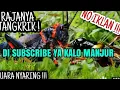 Download Lagu SUARA JANGKRIK PENGUSIR TIKUS
