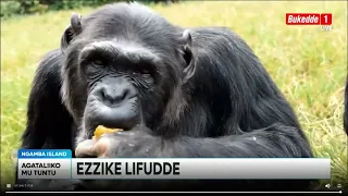 Ttuntu Waliwo Omukyala Akaabye Amaziga Oluvannyuma Lw Ezzike Lyabadde Alabirira Okufa 