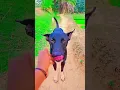 Download Lagu janwaro par bharosa kiya ja sakta hai