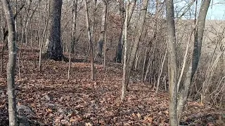 Morel Mushroom Hunting Missouri 2026