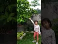 Download Lagu lagu pohon jambu..