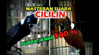 Download MASTERAN Suara CILILIN Full Nembak Suara Alami Mudah Ditiru Burung MP3