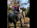 Lagu Elephant Safari at Jaldapara National Forest
