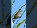 Download Lagu SUARA INDAH BURUNG SIKATAN LONDO / NIGHTINGALE GACOR DI HUTAN #birds #sikatanlondo #nightingale