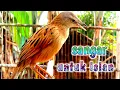 Download Lagu cucak koreng suara sangar untuk isian burung lomba
