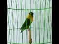 Download Lagu Lovebird dakocan belajar ngekek.