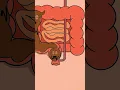 The Animation 18 #animation #shotrs