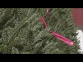A tremendous year NJ Christmas tree farms report strong sales