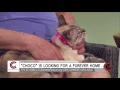 Siamese Cat Rescue - July 21 2017
