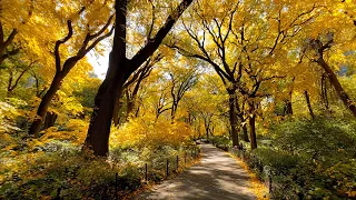 Музыка Для Души СНОВА ОСЕНЬ Музыка Сергей Грищук 