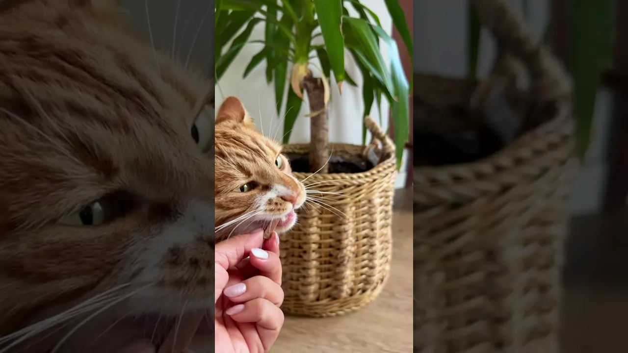 Feed’it & Treat Pure - Struds