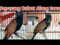 Download Lagu Koleksi baru, Sepasang Bubut Alang Jawa // Melestarikan Burung Bubut Alang Jawa