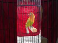 Download Lagu Pancingan Lovebird fighter durasi panjang masteran lagu enak