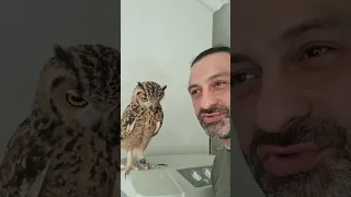 البومه الفرعونية ليلي هي البومة بتعيش كام سنة في الأسر طيب في البرية بتعيش اد اية صاحبتي 