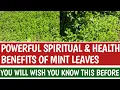 TOTAL BENEFITS OF MINT LEAVES. CHECK PINNED COMMENT FOR MORE DETAILS.