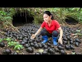 Lagu Harvesting Hundreds of Giant Snails in the Swamp \u0026 Goes to Market Sell – Living in the Dense Forest