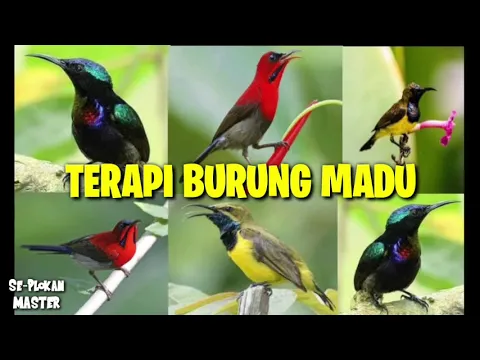 Download MP3 TERAPI BURUNG MADU || KONIN, SEPAH RAJA, SOGON, WICEH, PIJANTUR, PLECI DAN SEMUA JENIS KOLIBRI