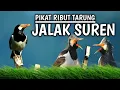 Download Lagu SUARA PIKAT JALAK SUREN TARUNG PALING RIBUT AMPUH || PANCINGAN BAHAN JALAK SUREN