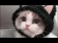 Download Lagu Apuchi Ipuchu (viral song) Tik tok ver. Милана Хаметова \u0026 Milana Star - ЛП (Speed Up)