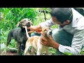 Out breeding dogs first