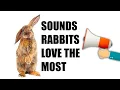 11 Sounds Rabbits Love the MOST