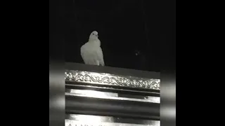 انا نفسى أزورك يا نبى 