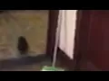 A squirrel got inside Kimberly Gill s home