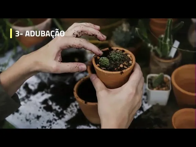 COMO FAZER ORQUÍDEA FLORIR (COMO CUIDAR DE ORQUÍDEAS)