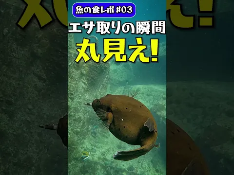 きびなごを食べて針の部分だけ残す瞬間