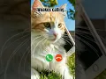 Download Lagu Woakes calling #ringtone #cat #trending #cutecat #youtubeshorts #viralshort #calling #kitten