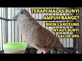 Perkutut Lokal Gacor Suara Super Kristal - Pancingan Malas Bunyi  (99%AMPUH BANGET)