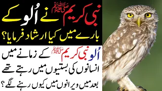 what islam says about owl ullu ka waqia