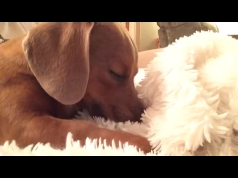 Sleepy Time for Chip