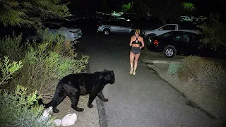 Невероятные Встречи с Дикими Животными, Снятые на Камеру