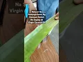 Tesda Hilot Wellness Massage NCll Training Banana Leaf Scanning