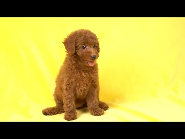 動画