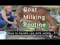 Nubian Goat Milking Routine | Milk Goats | Small Farm Dairy