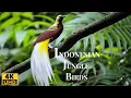 Download Lagu Burung-Burung Terindah di Indonesia 4K: Burung-Burung Tropis Eksotis Beraksi