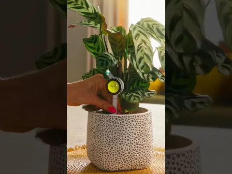 Des emojis qui parlent pour nos plantes