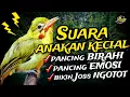 Download Lagu suara anakan Kecial kuning ampuh pancing birahi Kecial bikin emosi dan Joss ngotot