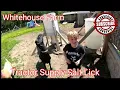 Tractor Supply Salt Lick Holder For Our Goats