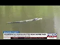 Aggressive alligator spotted in Daphne