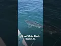 Download Lagu Great White shark just off the Beach Destin FL #emeraldcoast #greatwhiteshark #destinflorida
