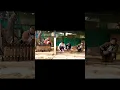 Download Lagu KHASI HILLS LIVE Shillong Teer live (SHORTS VIDEO)