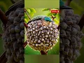 mother bird sheltering her chicks from the rain #shorts #ai #birdlover #nature #oiseou #animals