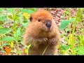 Download Lagu Baby Beaver Sleeps In Laundry Baskets And Asks For Cuddles | Cuddle Buddies