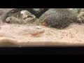 Smooth Newt Larvae feeding 2 of 2