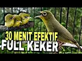 Download Lagu Kecial keker full 30 menit, paling efektif untuk pikat kecial kuning  @lombokkecialkuning