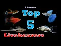 Lagu Top 5 Livebearers for Beginners | Top 5 Live Bearing Fish