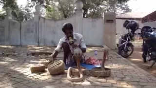                                              دندنها